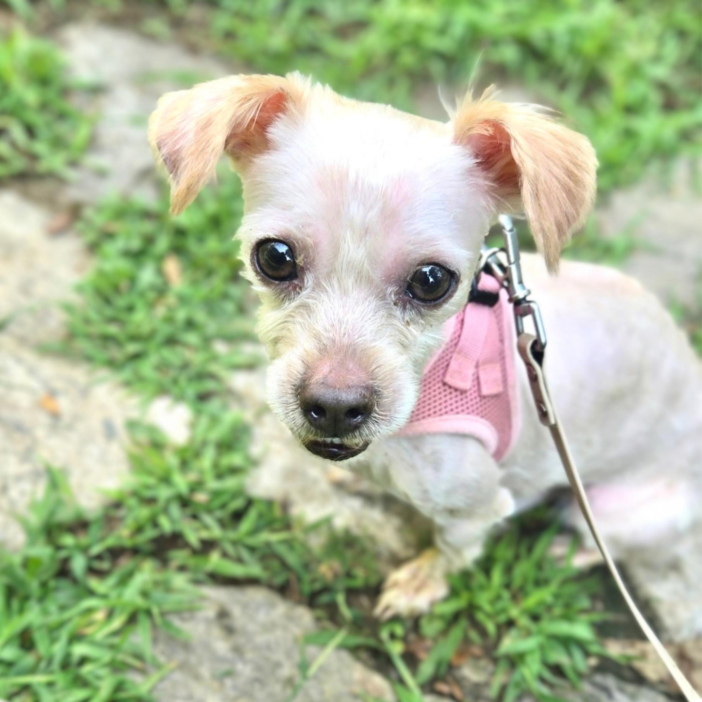 Boy With Luv, Adopted, Adult Male Chihuahua.