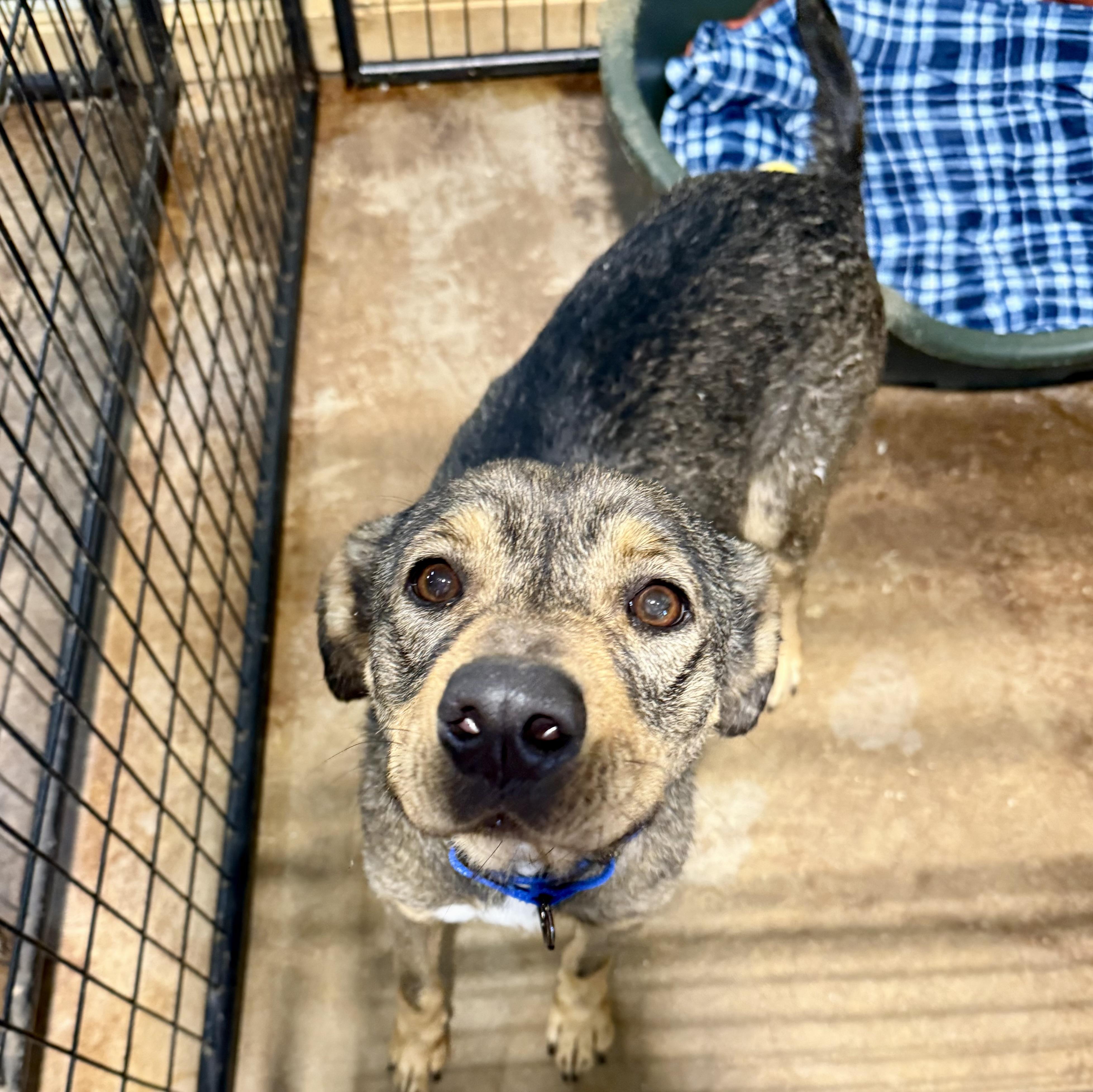 Callen Marie, adopted, Young Female Mixed Breed.