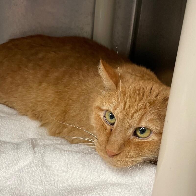 Moe, Adoptable, Senior Male Domestic Short Hair.