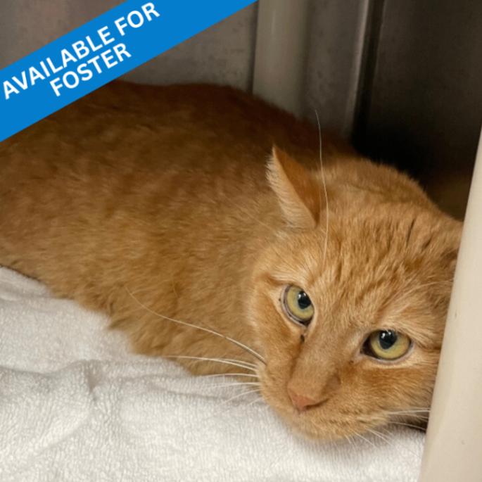 Enlarge Moe, a Adoptable Domestic Short Hair in Roanoke, VA image 2/3