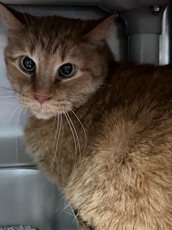 Enlarge Moe, a Adoptable Domestic Short Hair in Roanoke, VA image 3/3