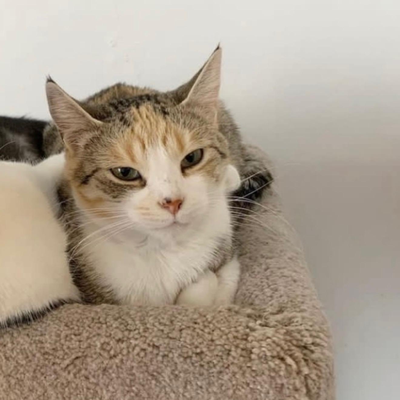 Enlarge Chloe, a ADOPTABLE Domestic Short Hair in Mississauga, ON image 4/6