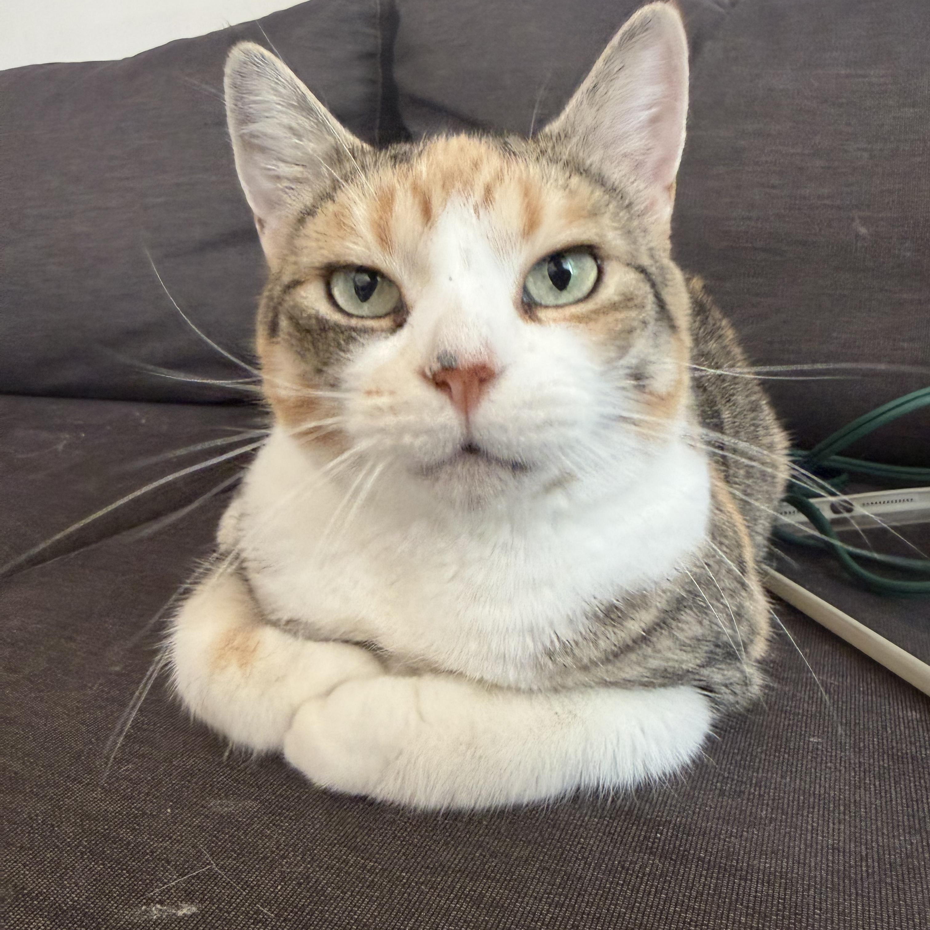 Enlarge Chloe, a ADOPTABLE Domestic Short Hair in Mississauga, ON image 2/6