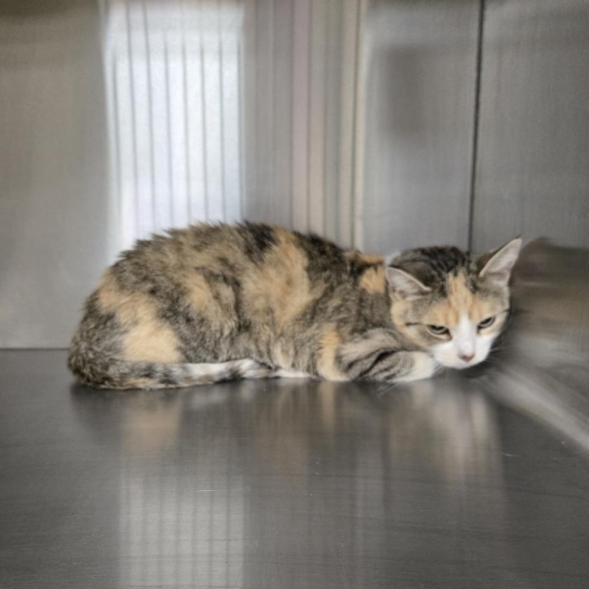 Enlarge Chloe, a ADOPTABLE Domestic Short Hair in Mississauga, ON image 5/6
