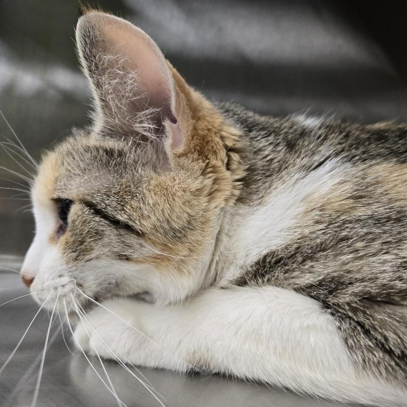 Enlarge Chloe, a ADOPTABLE Domestic Short Hair in Mississauga, ON image 3/6