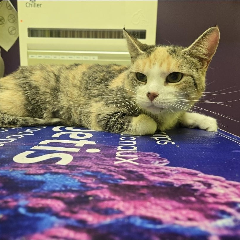 Enlarge Chloe, a ADOPTABLE Domestic Short Hair in Mississauga, ON image 6/6