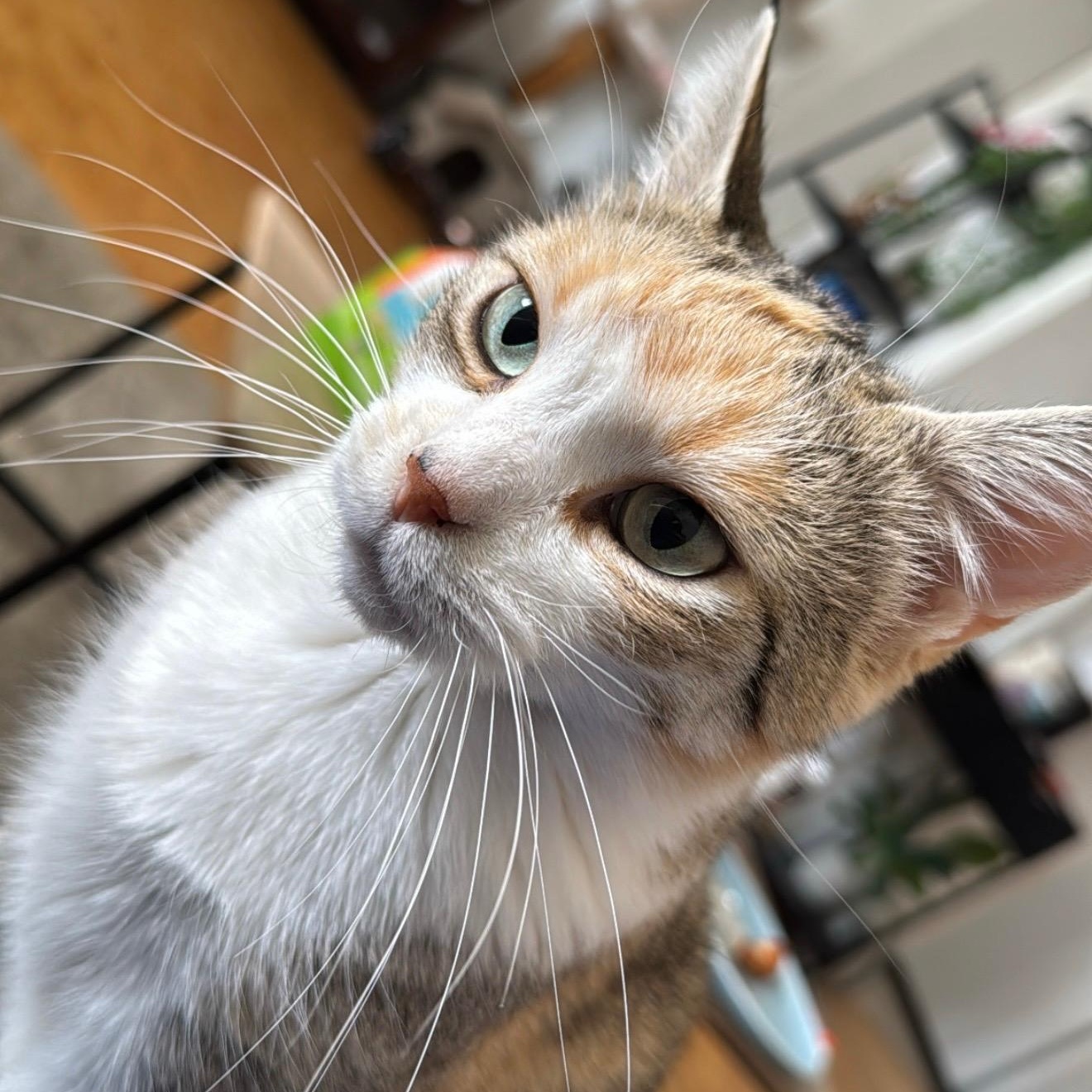 Chloe, ADOPTABLE, Adult Female Domestic Short Hair.