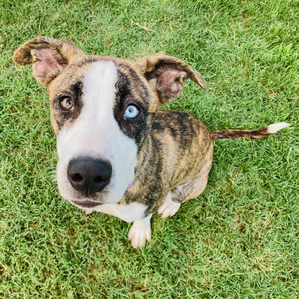 Marlie, Adoptable, Young Female Boxer & Terrier.