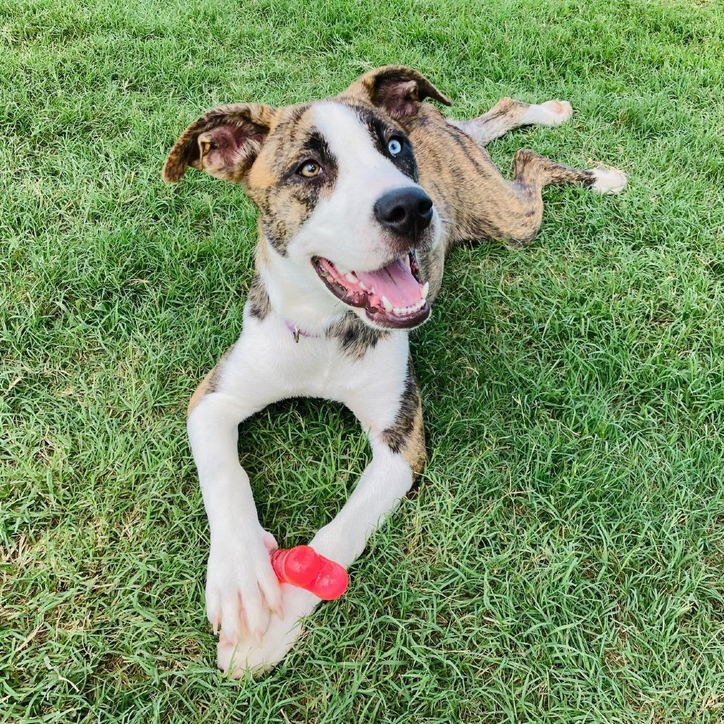 Enlarge Marlie, a Adoptable mixed breed in Cabot, AR image 2/5