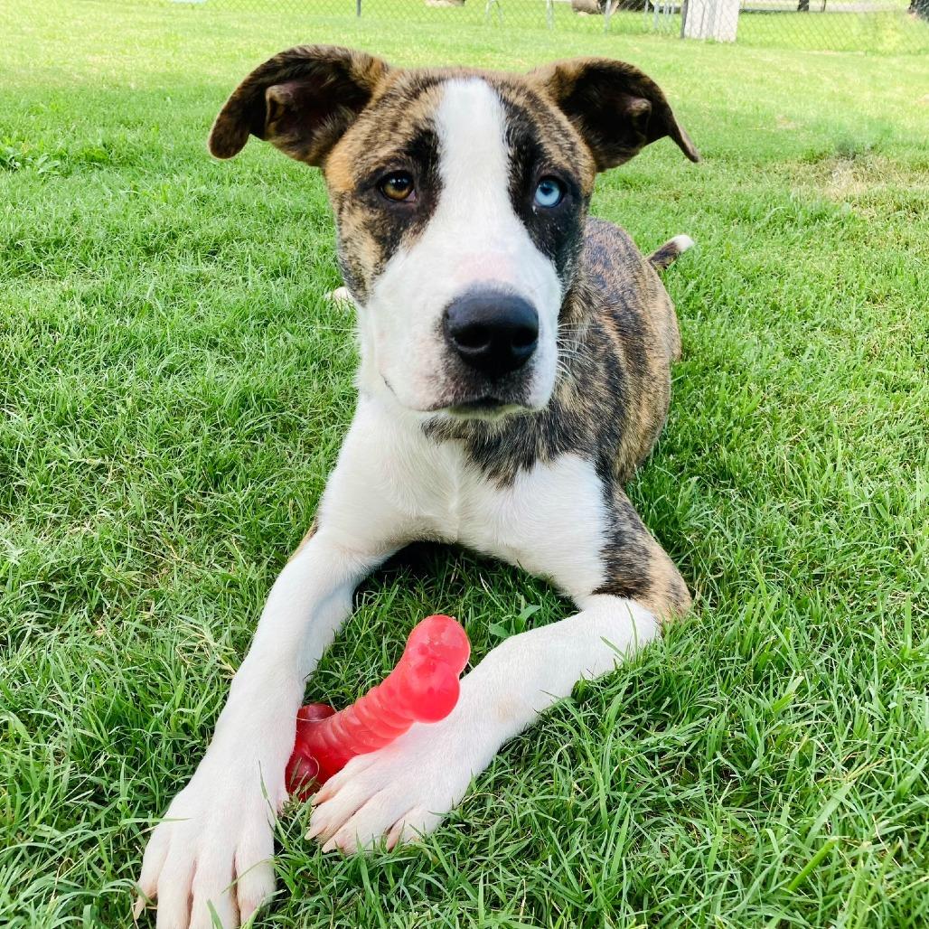 Enlarge Marlie, a Adoptable mixed breed in Cabot, AR image 3/5