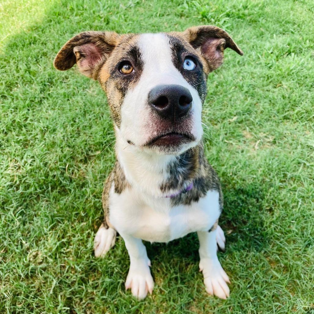 Enlarge Marlie, a Adoptable mixed breed in Cabot, AR image 4/5