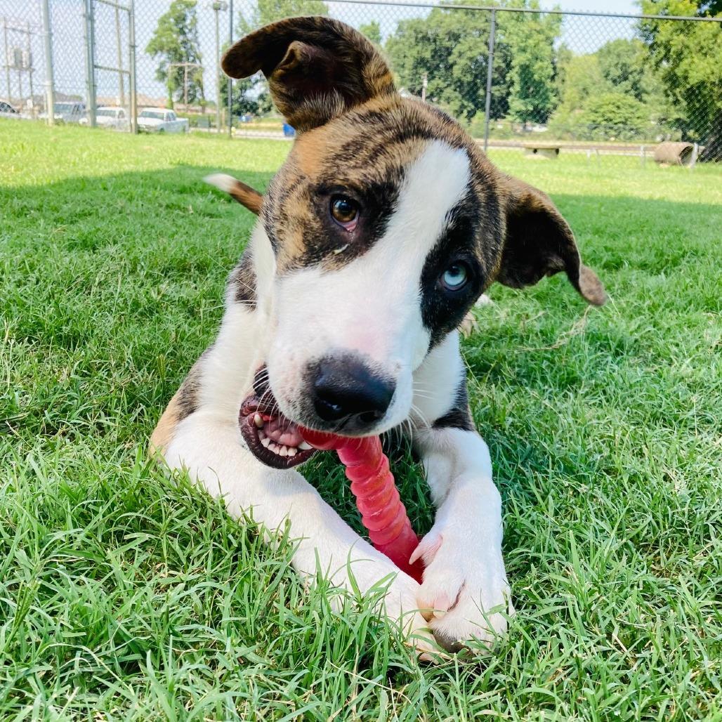 Enlarge Marlie, a Adoptable mixed breed in Cabot, AR image 5/5