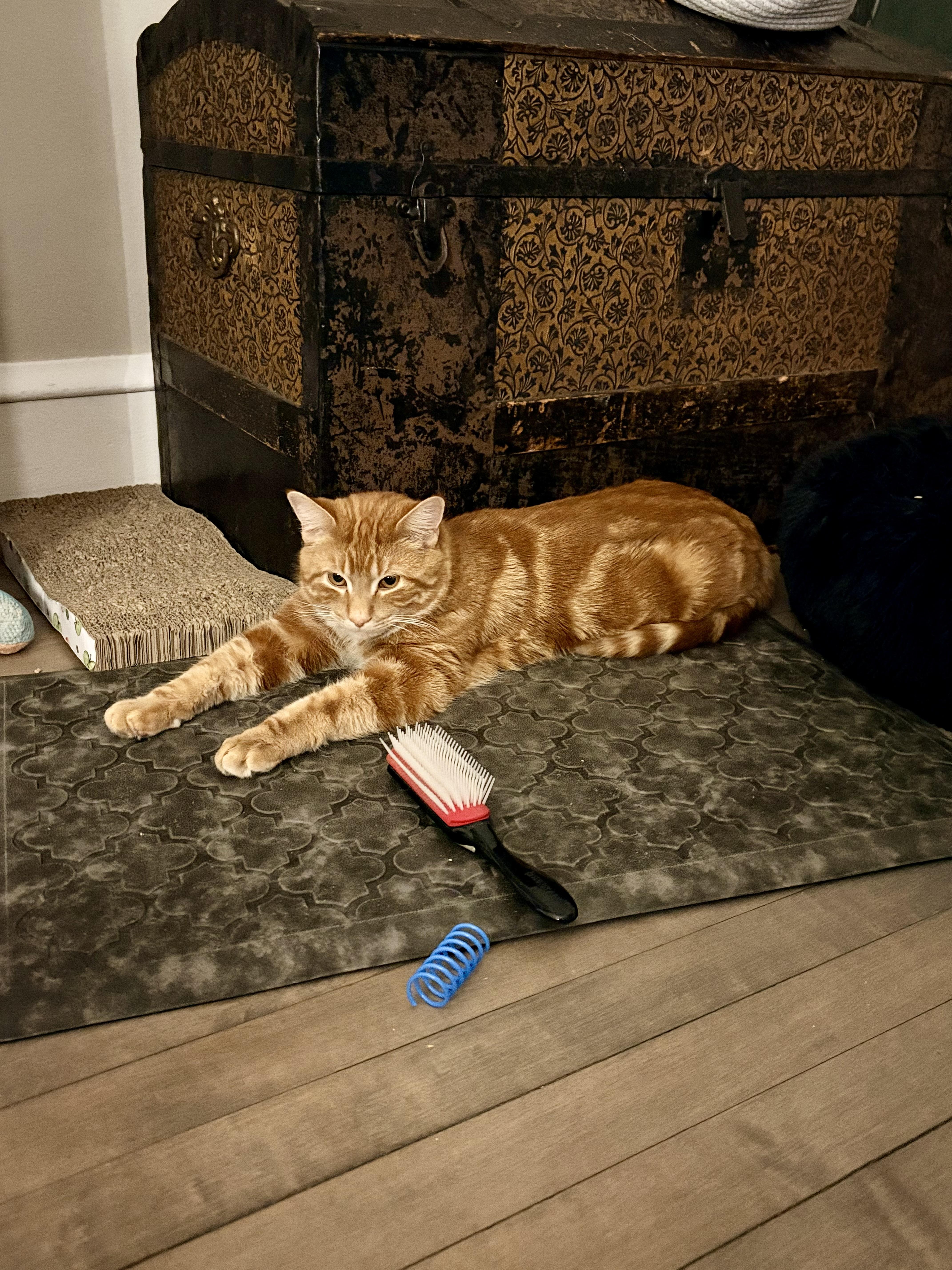 Enlarge Lil Biscuit , a ADOPTABLE Domestic Short Hair in Milwaukee, WI image 3/5