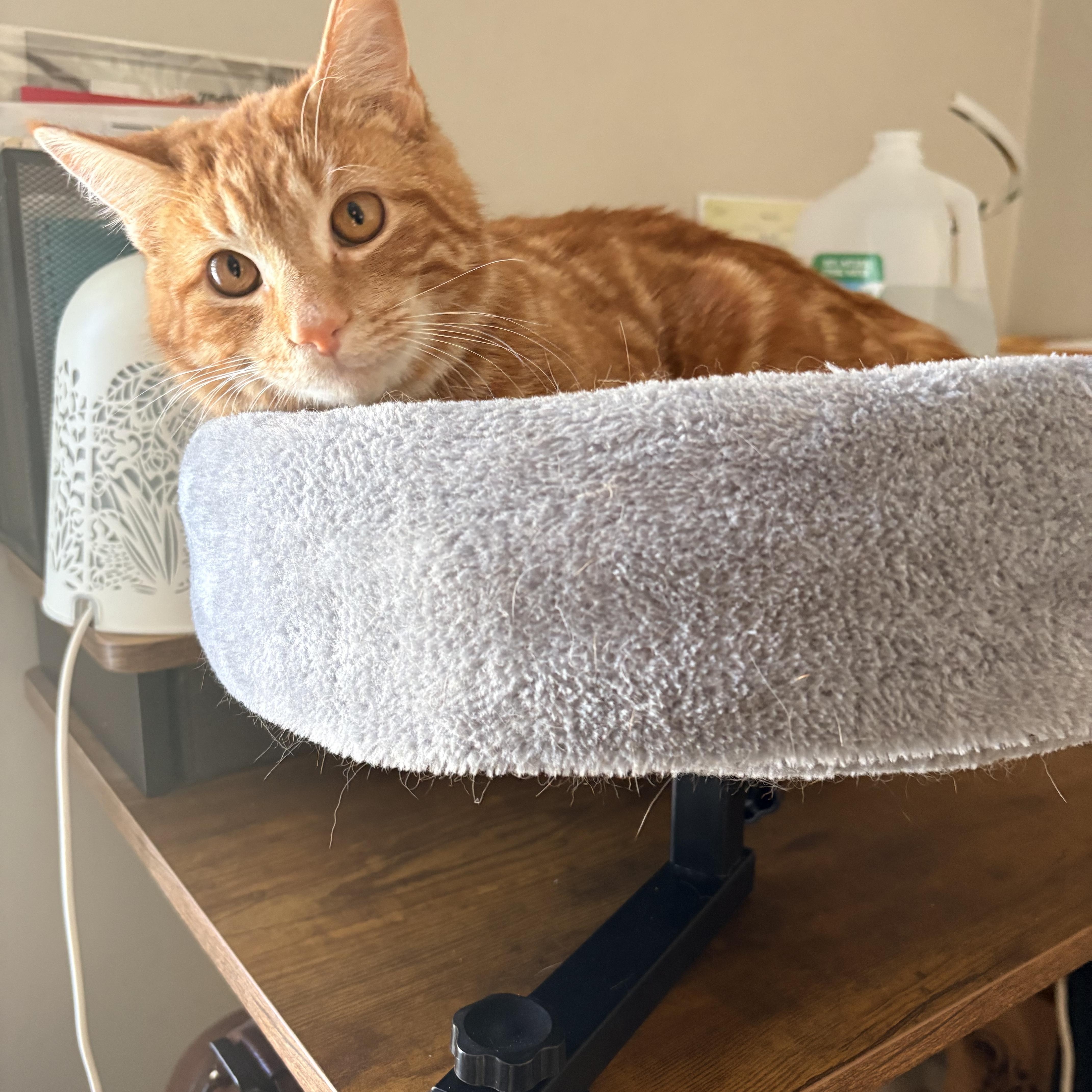 Enlarge Lil Biscuit , a ADOPTABLE Domestic Short Hair in Milwaukee, WI image 5/5