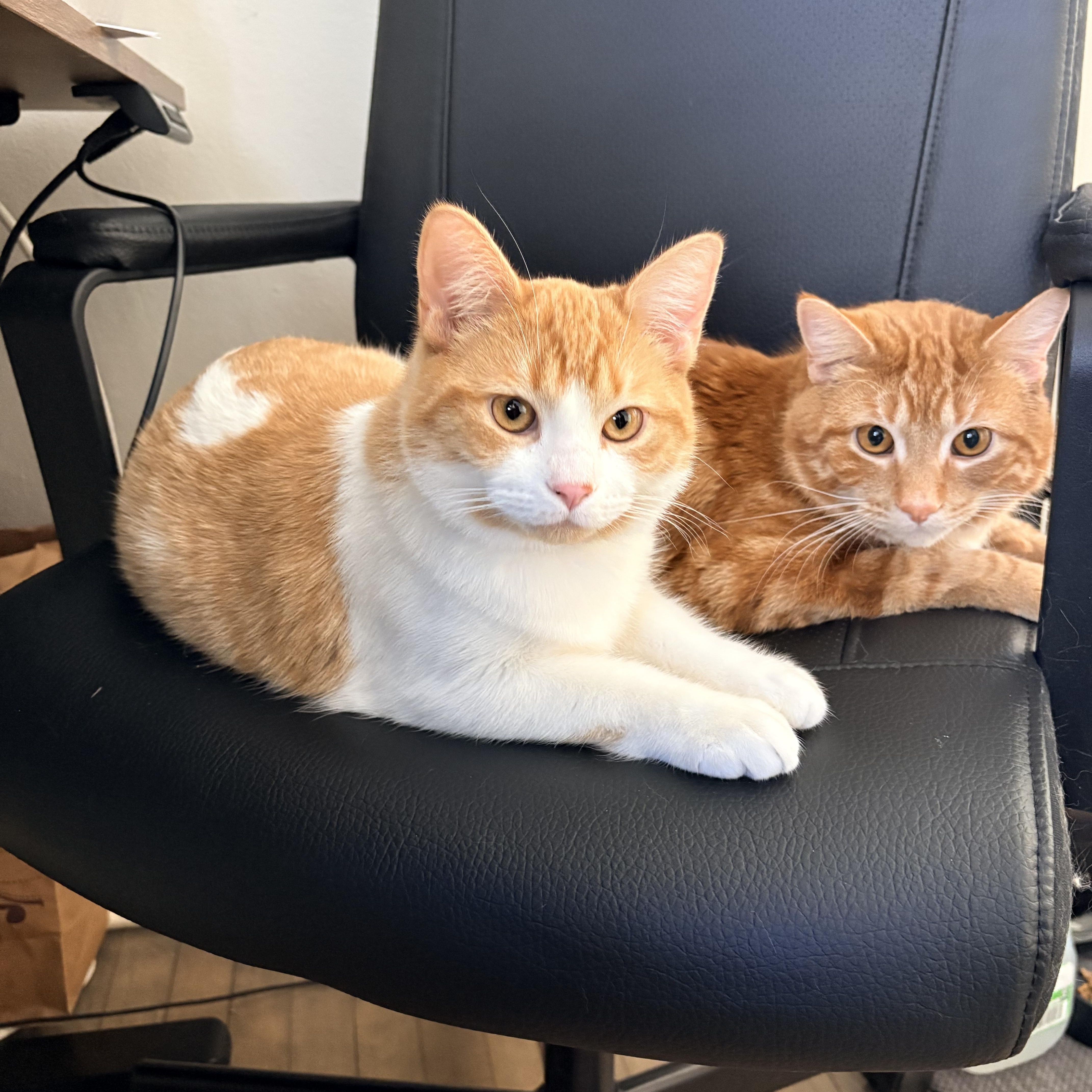 Enlarge Lil Biscuit , a ADOPTABLE Domestic Short Hair in Milwaukee, WI image 4/5