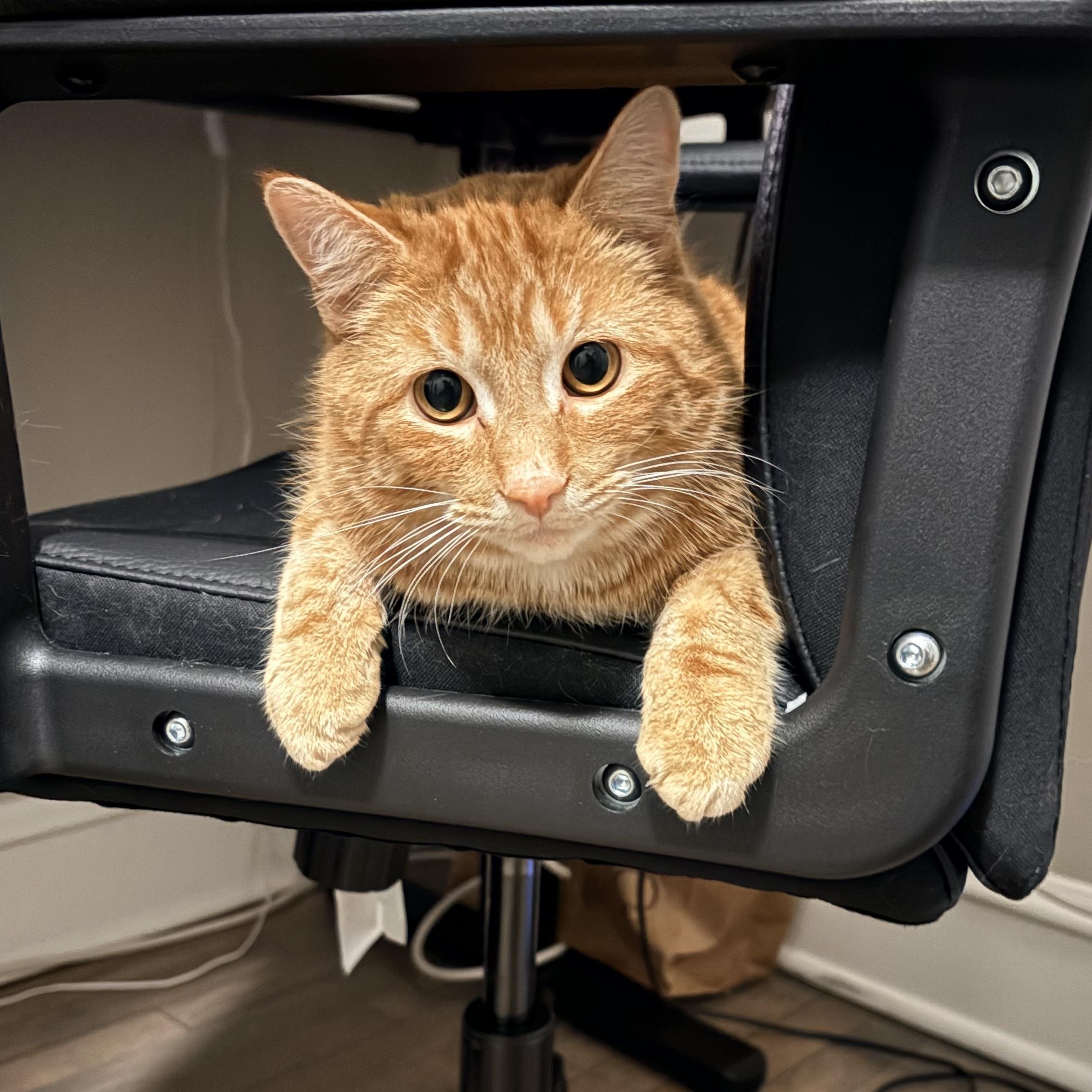 Enlarge Lil Biscuit , a ADOPTABLE Domestic Short Hair in Milwaukee, WI image 1/5