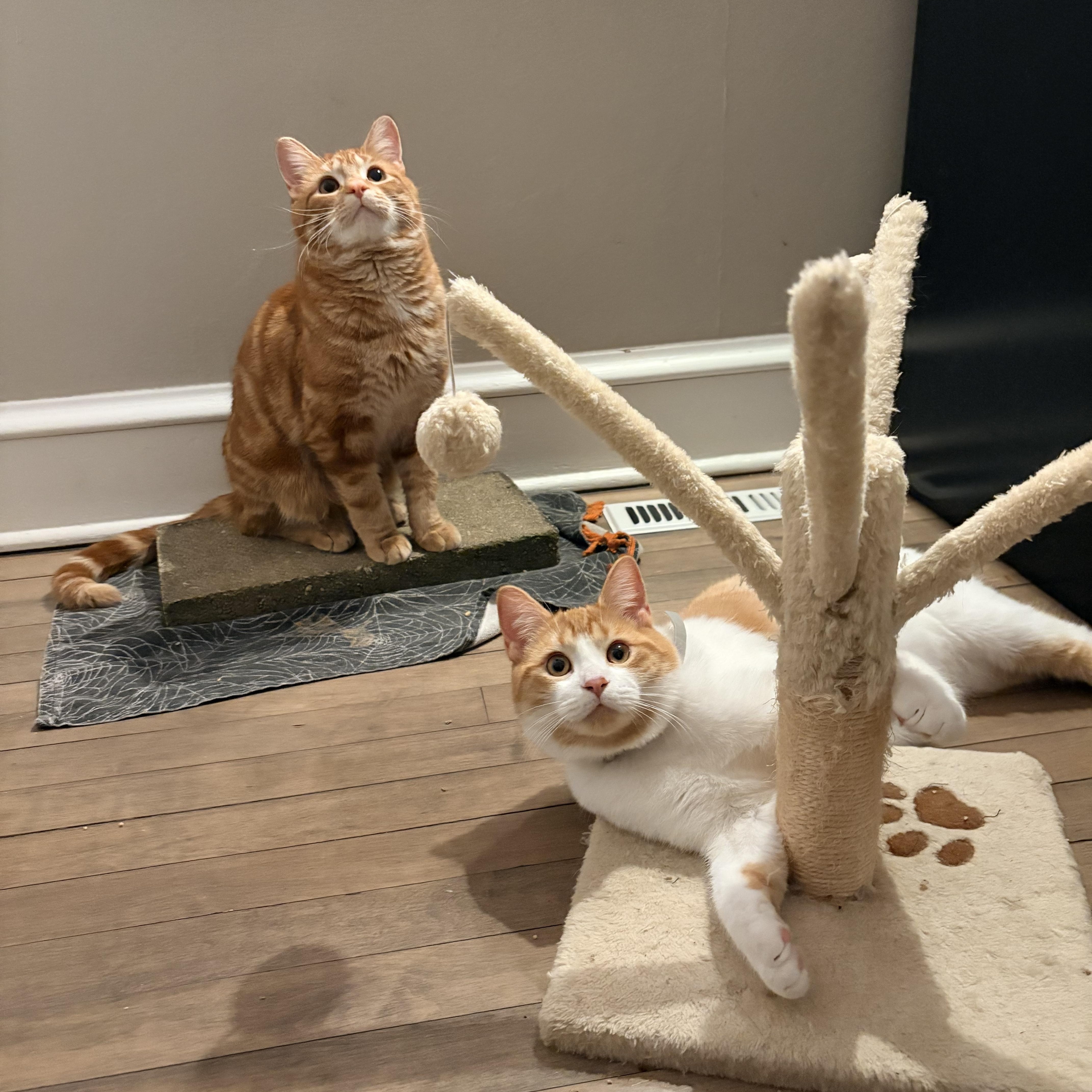 Enlarge Lil Biscuit , a ADOPTABLE Domestic Short Hair in Milwaukee, WI image 2/5