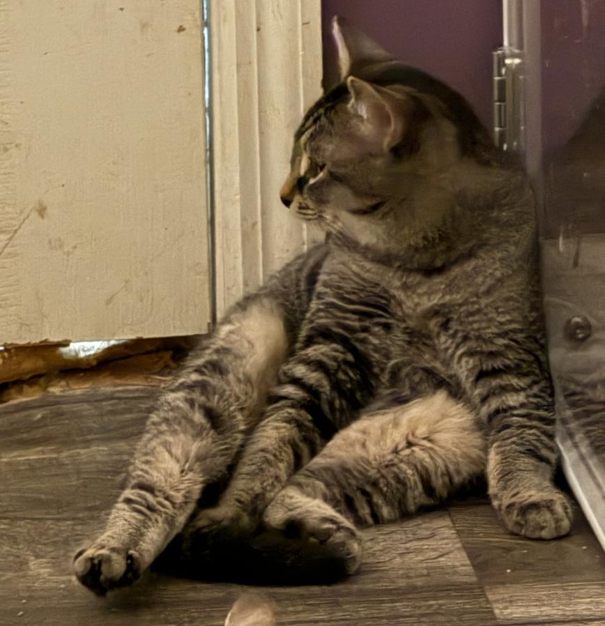 Enlarge Kirby, a Adoptable Tabby in Red Hook, NY image 1/3