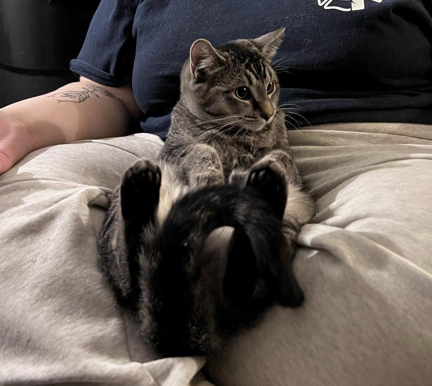 Enlarge Kirby, a Adoptable Tabby in Red Hook, NY image 2/3