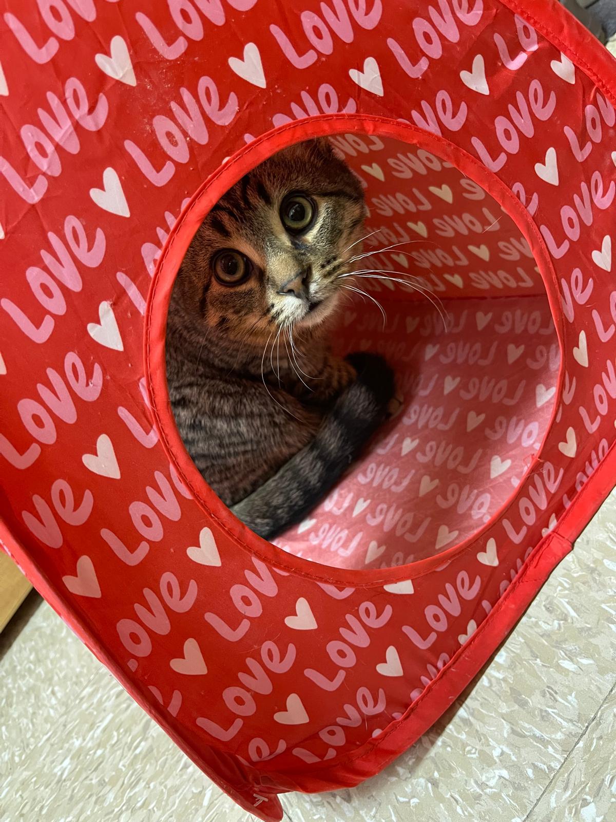 Ringo, Adoptable, Kitten Male Domestic Short Hair.