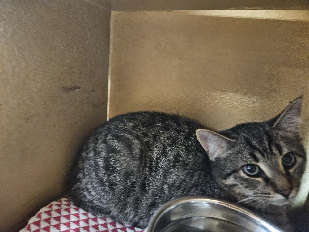 Ringo, a Adoptable Domestic Short Hair in Richmond Hill, ON image 1/2