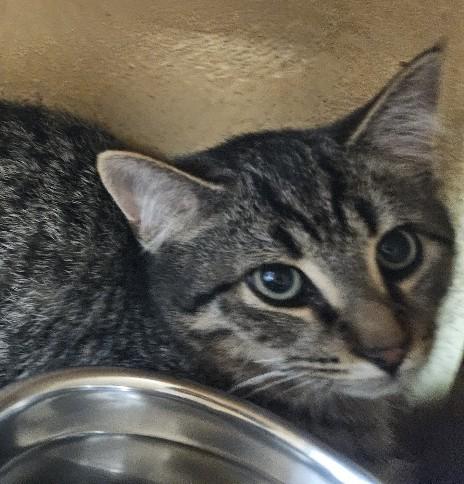 Ringo, a Adoptable Domestic Short Hair in Richmond Hill, ON image 2/2