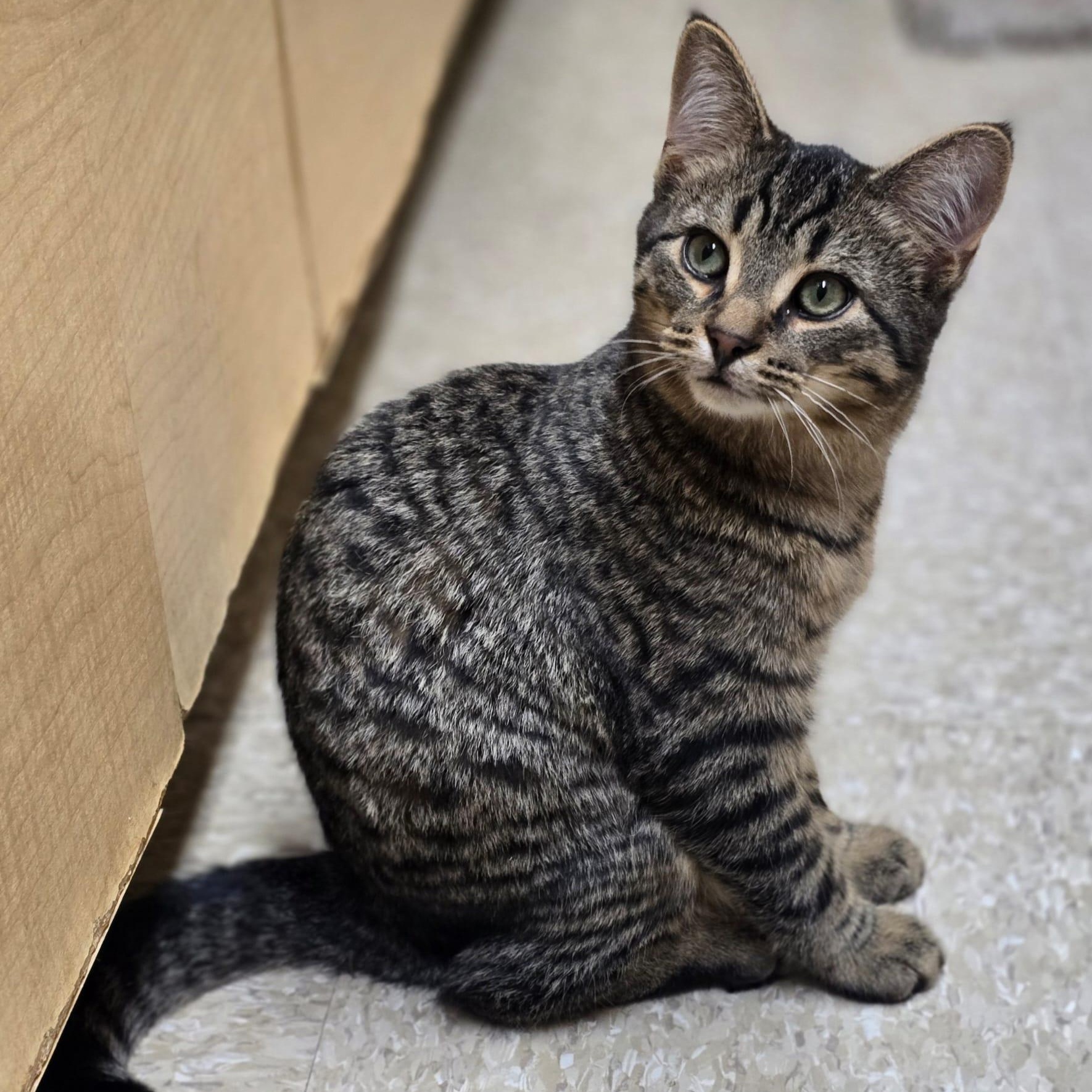 Enlarge Ringo, a Adoptable Domestic Short Hair in Richmond Hill, ON image 2/5