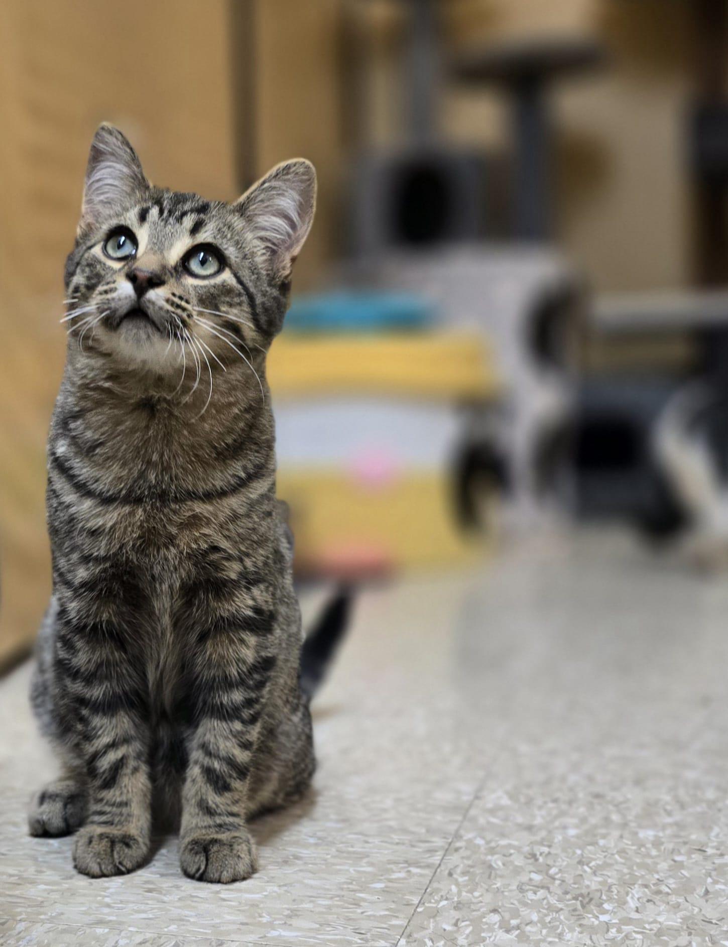 Enlarge Ringo, a Adoptable Domestic Short Hair in Richmond Hill, ON image 3/5