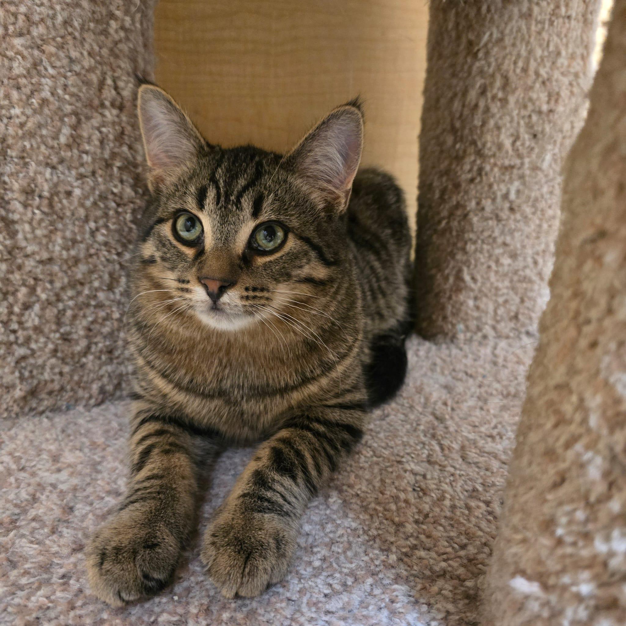 Enlarge Ringo, a Adoptable Domestic Short Hair in Richmond Hill, ON image 4/5