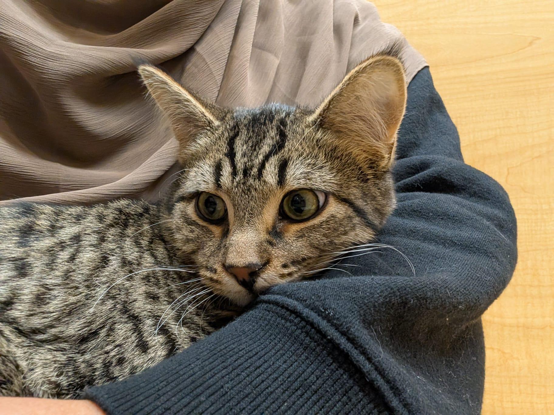 Enlarge Ringo, a Adoptable Domestic Short Hair in Richmond Hill, ON image 5/5