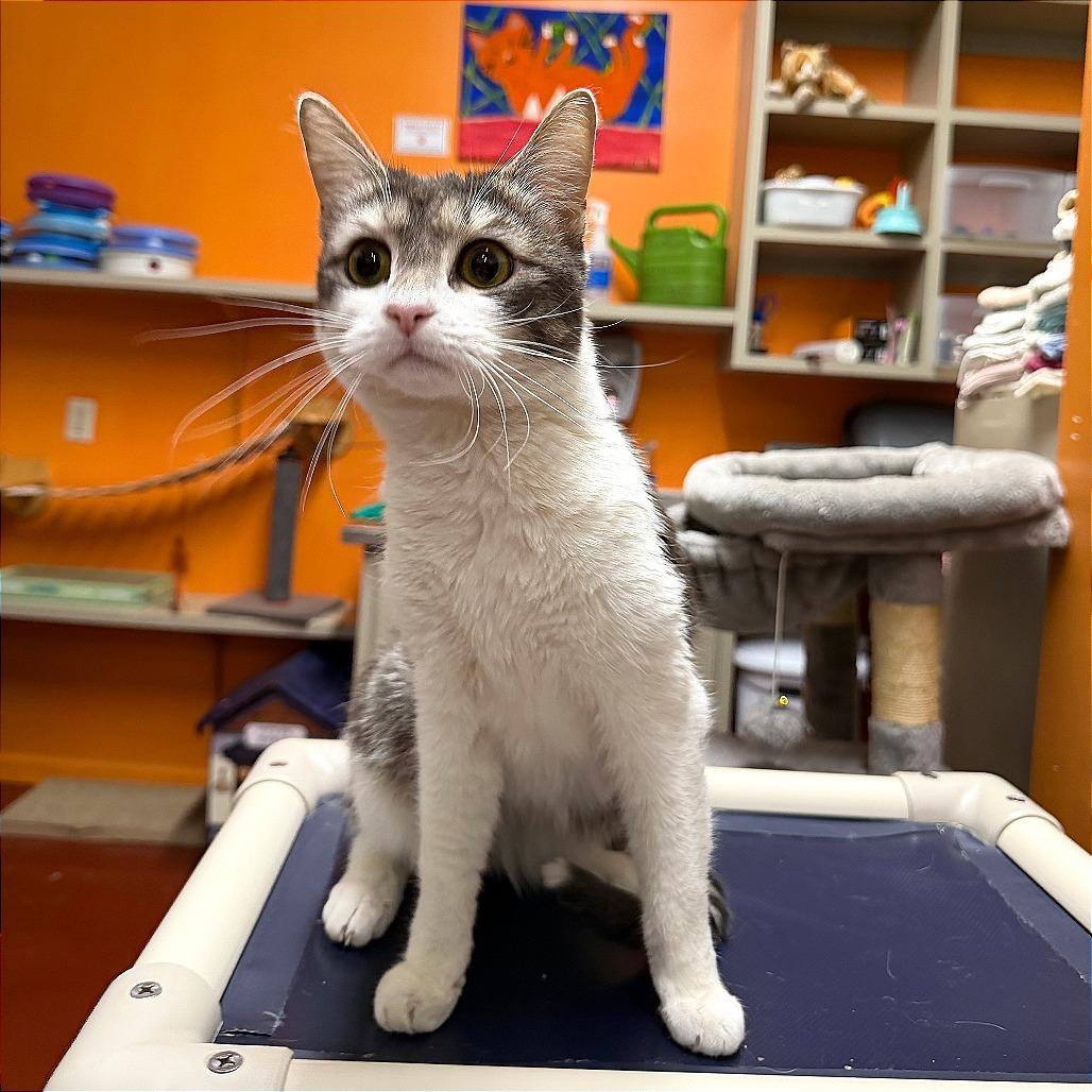 Enlarge Sage, a Adoptable Domestic Short Hair in Gainesville, GA image 1/2