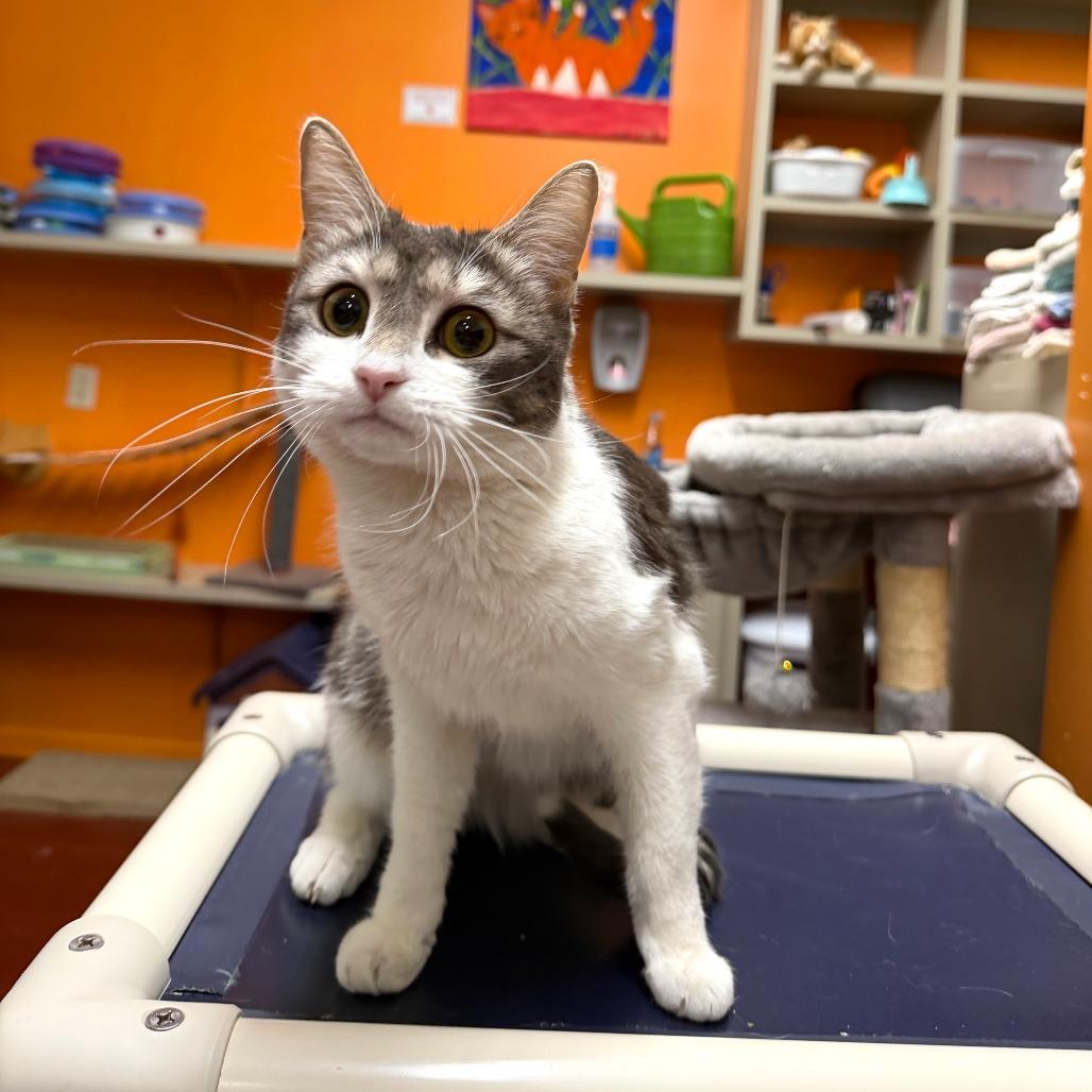 Enlarge Sage, a Adoptable Domestic Short Hair in Gainesville, GA image 2/2