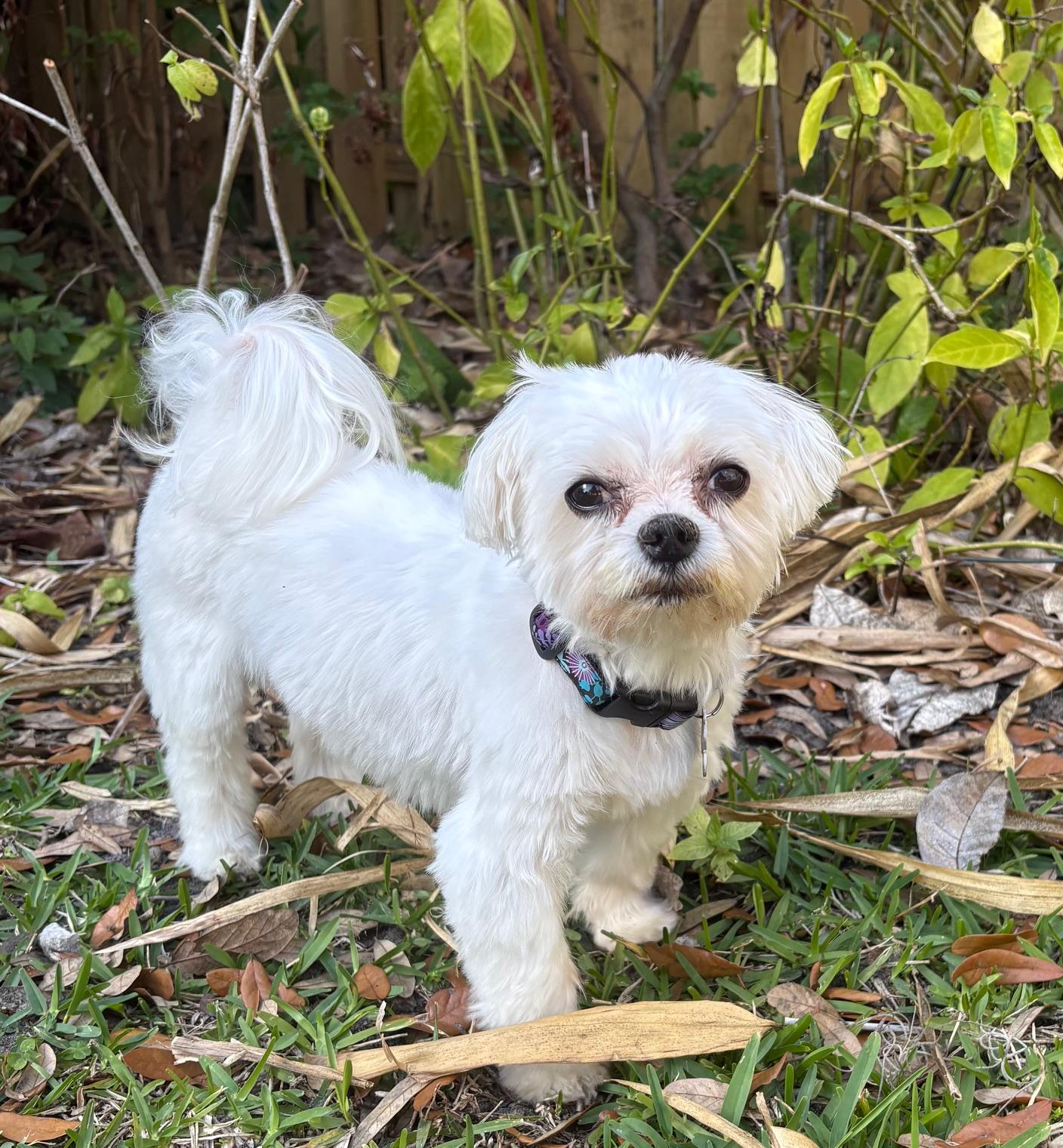 Mel, adopted, Adult Female Maltese & Shih Tzu.