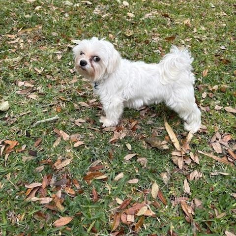 Enlarge Mel, a ADOPTABLE mixed breed in Orlando, FL image 3/4