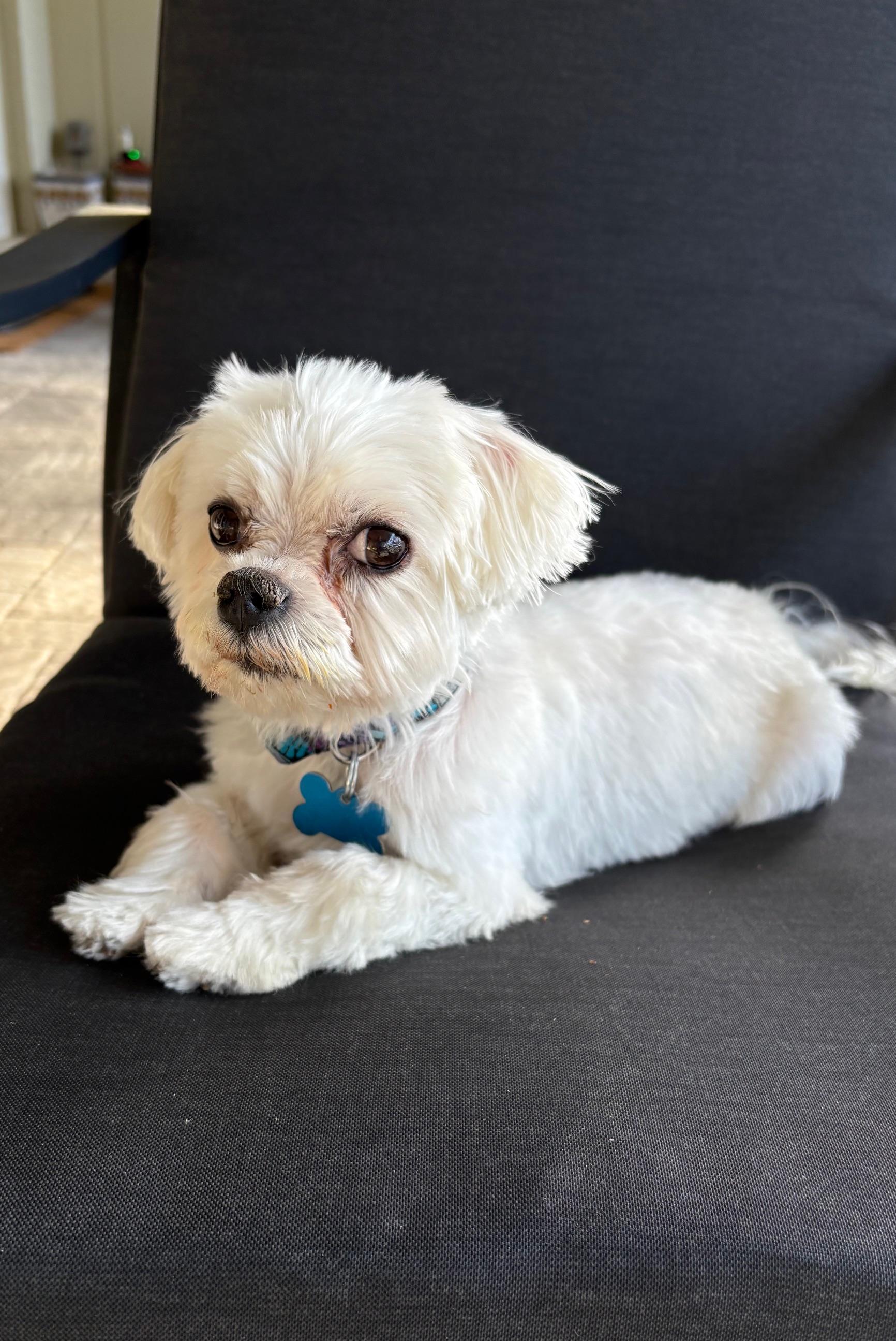 Enlarge Mel, an adopted mixed breed in Orlando, FL image 5/6