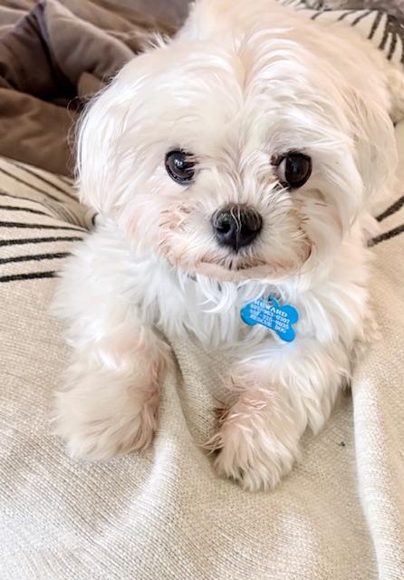 Mel, ADOPTABLE, Adult Female Maltese & Shih Tzu.