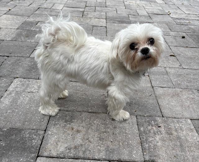 Enlarge Mel, a ADOPTABLE mixed breed in Orlando, FL image 2/4