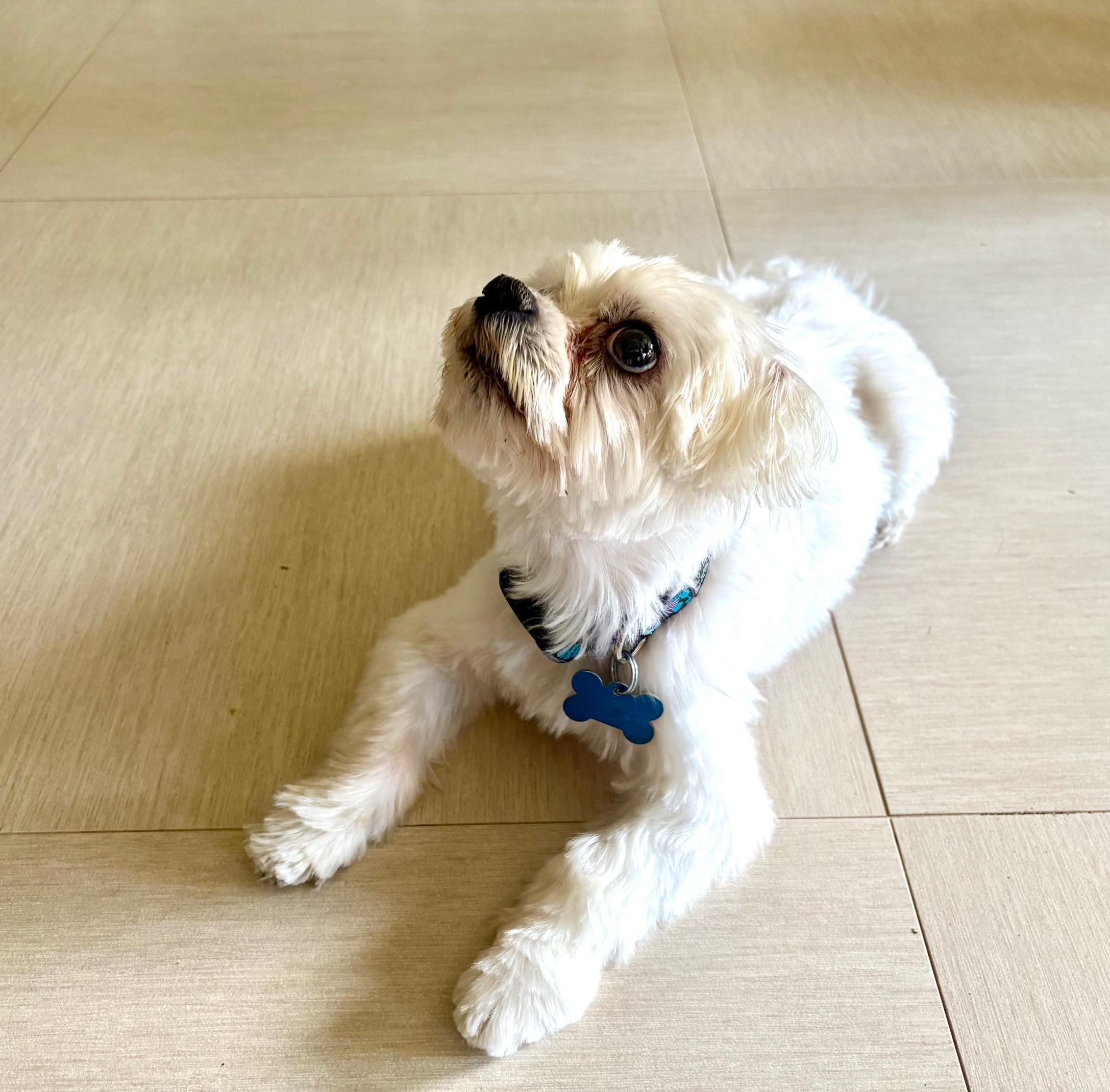 Enlarge Mel, an adopted mixed breed in Orlando, FL image 4/6