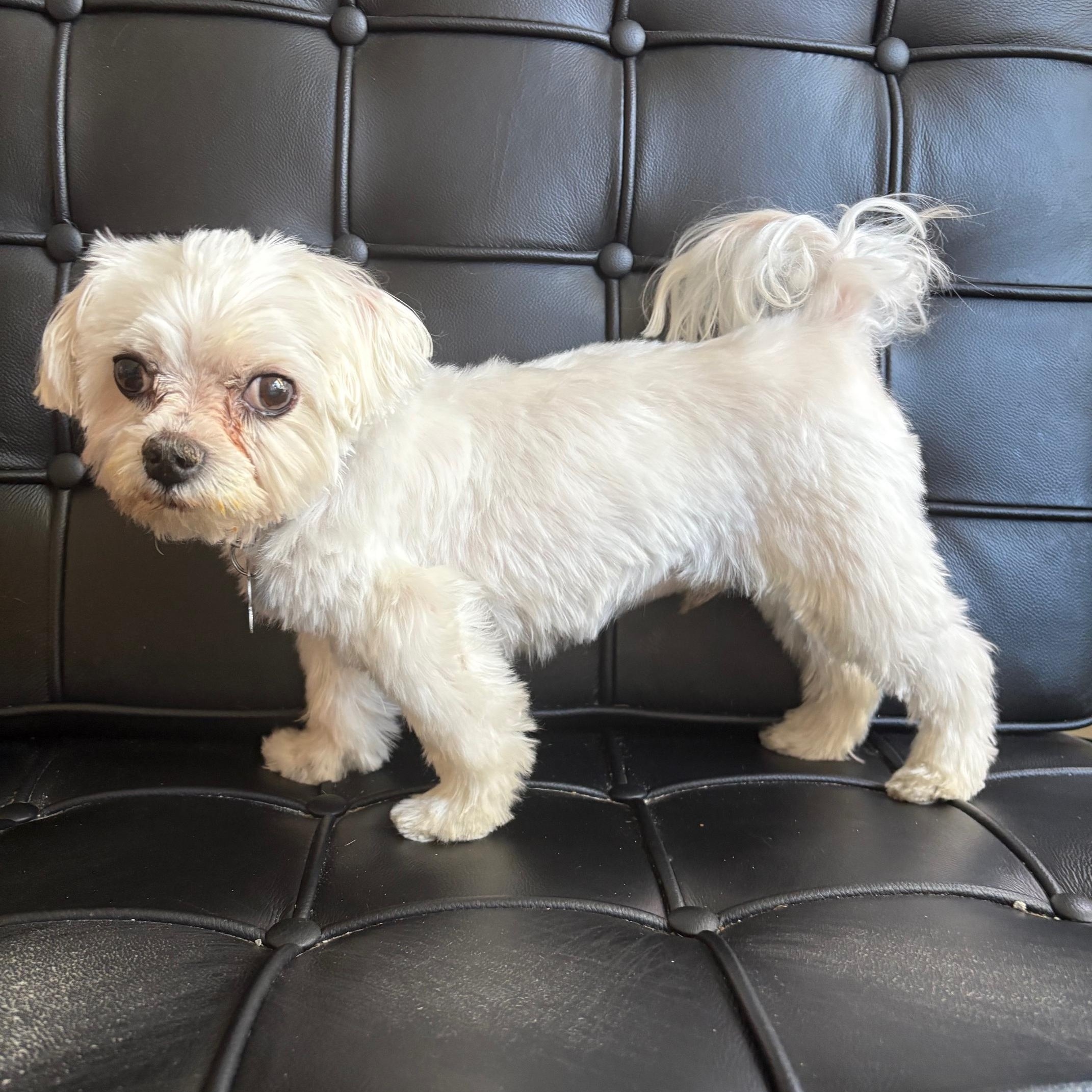 Enlarge Mel, an adopted mixed breed in Orlando, FL image 3/6