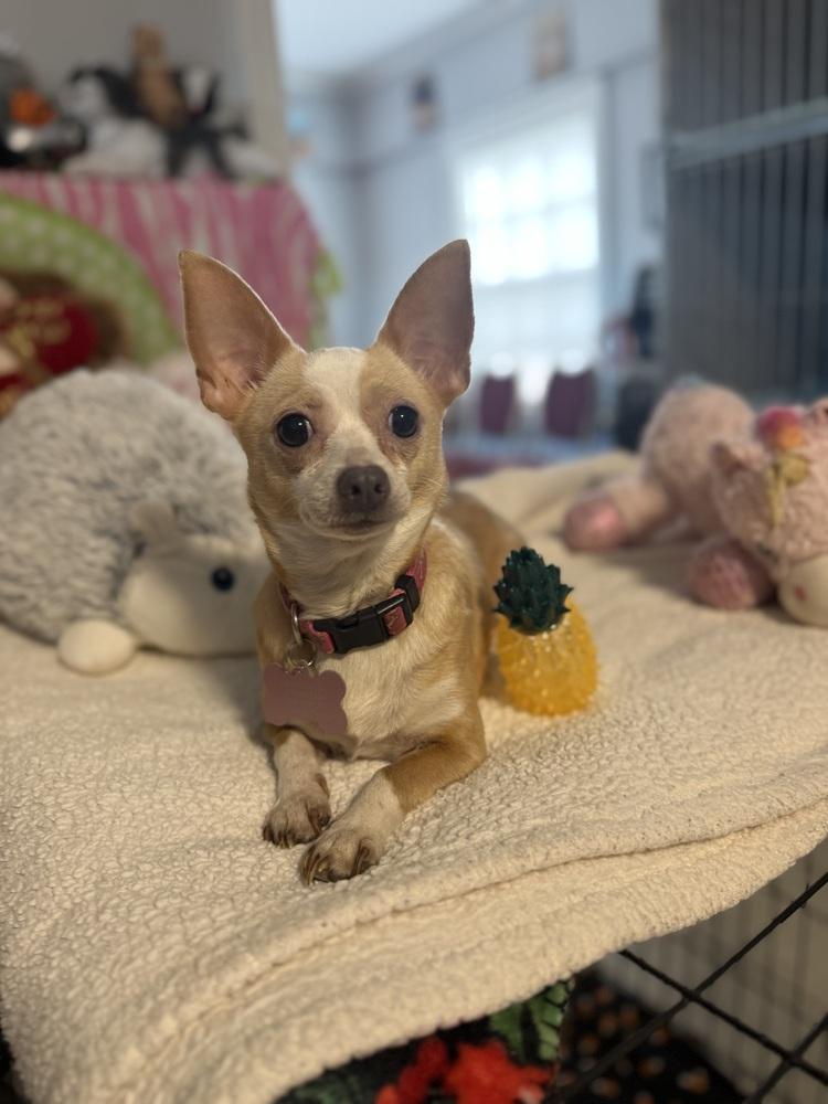 Cricket, Adoptable, Adult Female Chihuahua.