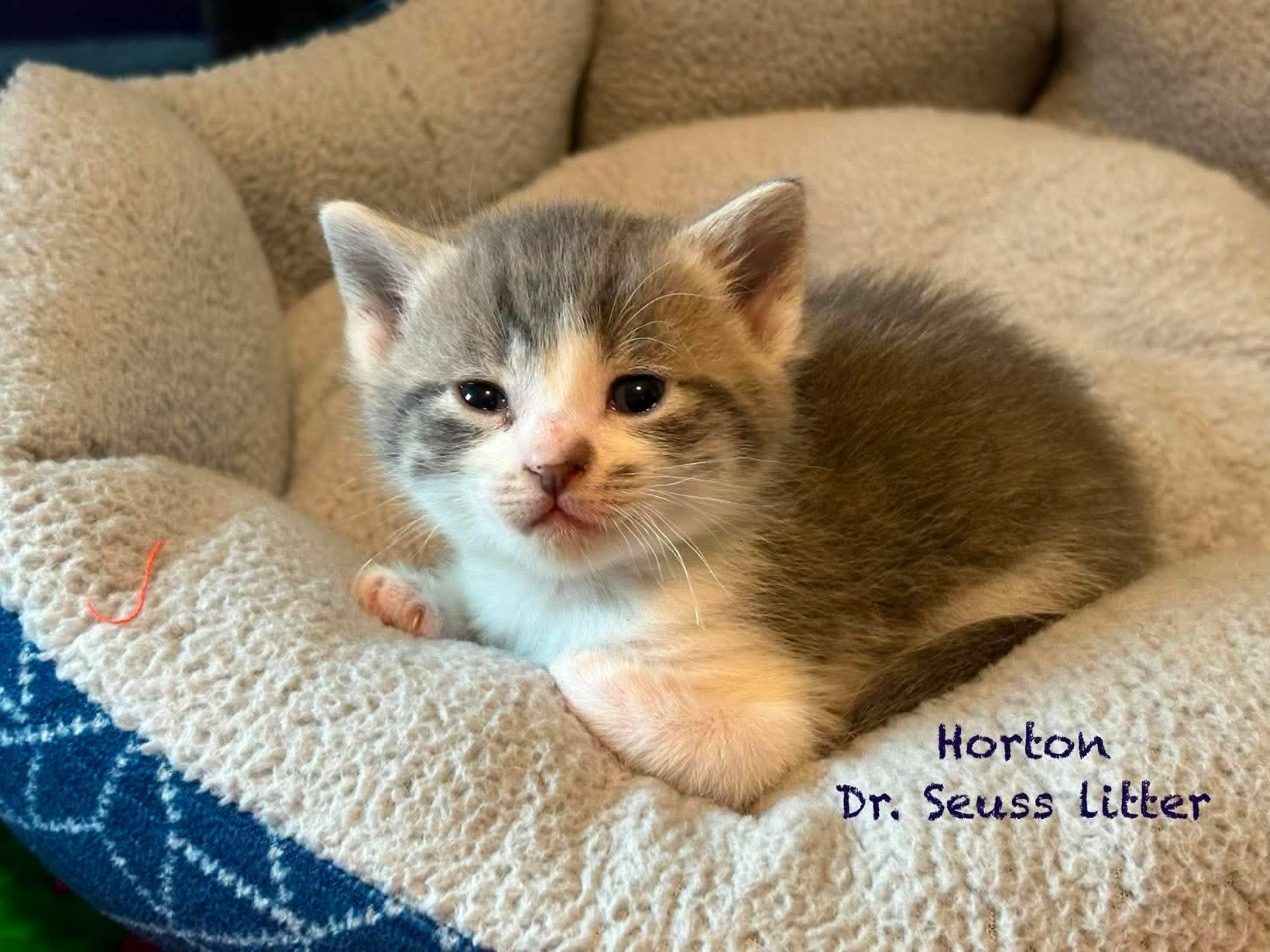 Enlarge Horton, a Adoptable Domestic Short Hair in New Hartford, NY image 2/3