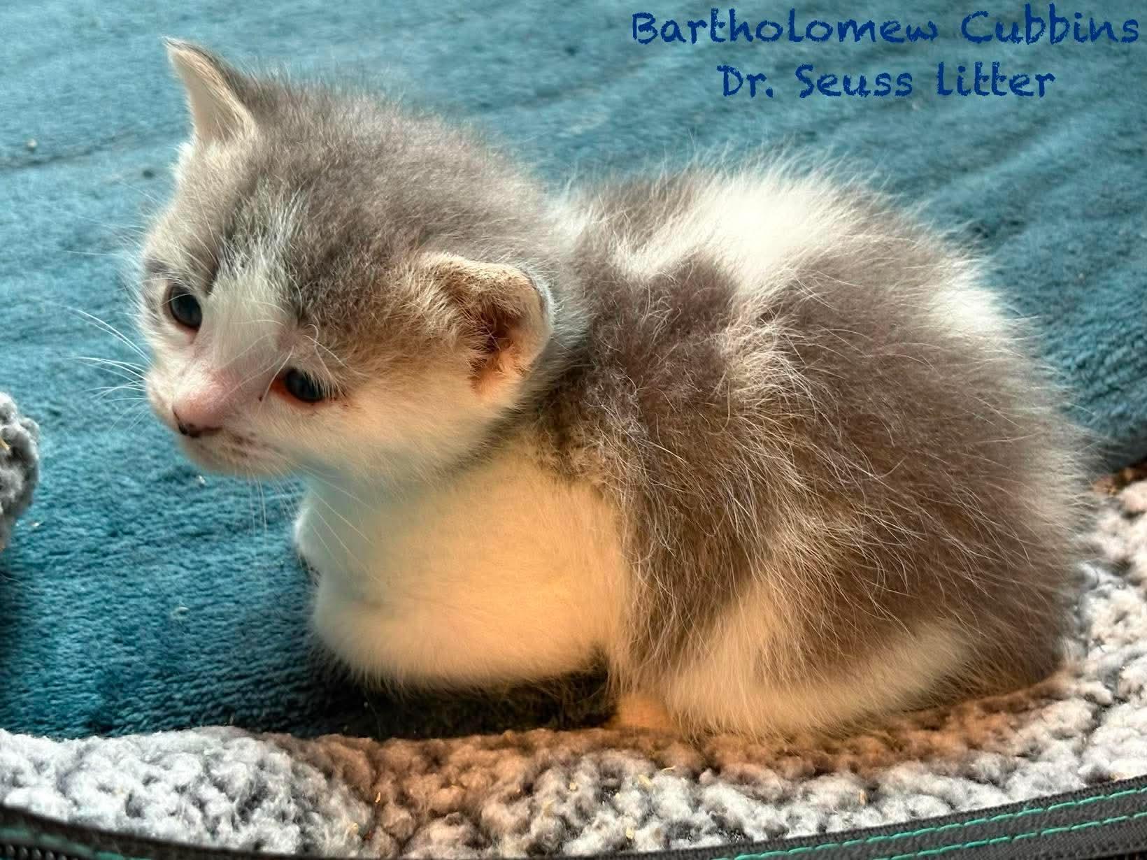 Enlarge Horton, a Adoptable Domestic Short Hair in New Hartford, NY image 3/3