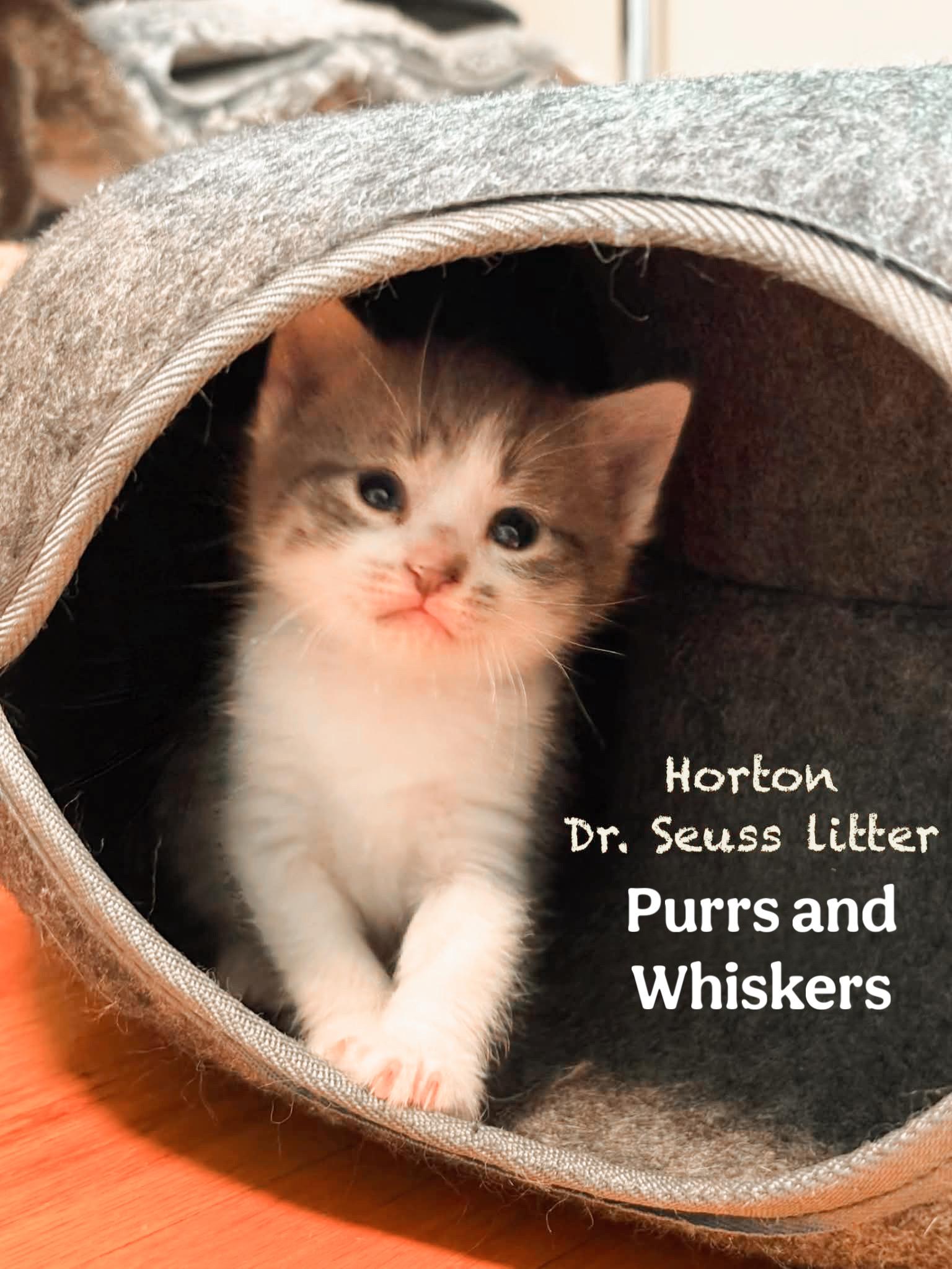 Horton, Adoptable, Kitten Male Domestic Short Hair.