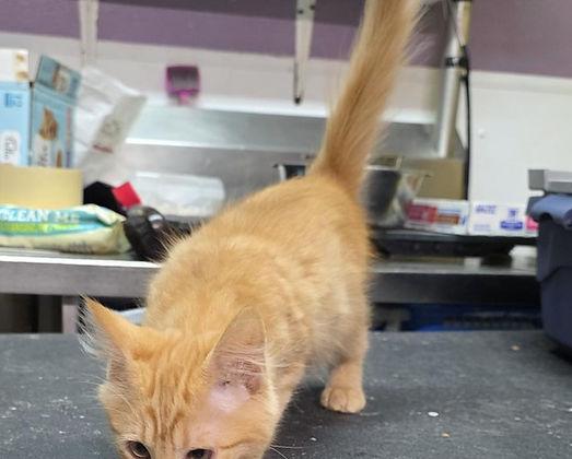 Kenny Rogers, Adoptable, Kitten Male Domestic Long Hair.