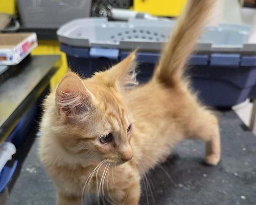Enlarge Kenny Rogers, a Adoptable Domestic Long Hair in Knoxville, IA image 2/2