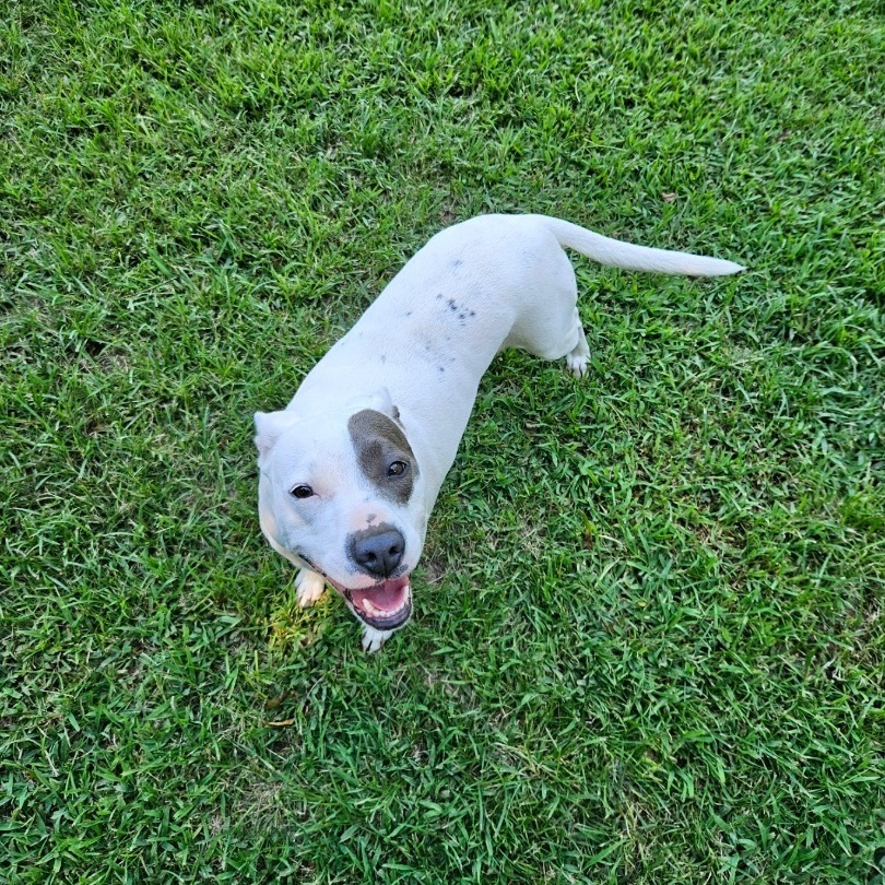 Nelly, Adopted, Young Female Pit Bull Terrier.