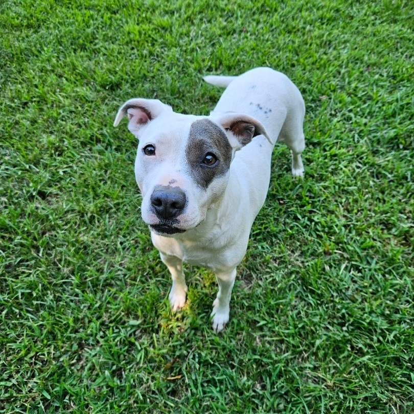 Nelly, a Adopted mixed breed in Marshallville, GA image 2/6