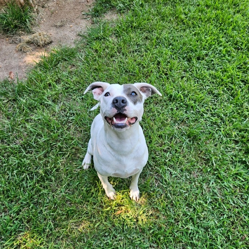 Nelly, a Adopted mixed breed in Marshallville, GA image 3/6