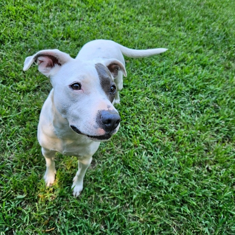 Nelly, a Adopted mixed breed in Marshallville, GA image 4/6