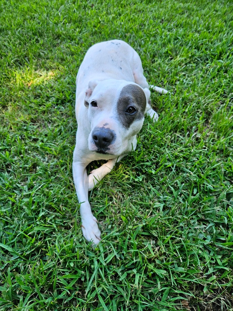 Nelly, a Adopted mixed breed in Marshallville, GA image 5/6